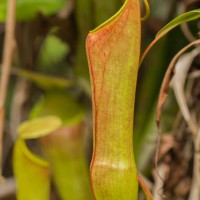 Nepenthes distillatoria L.